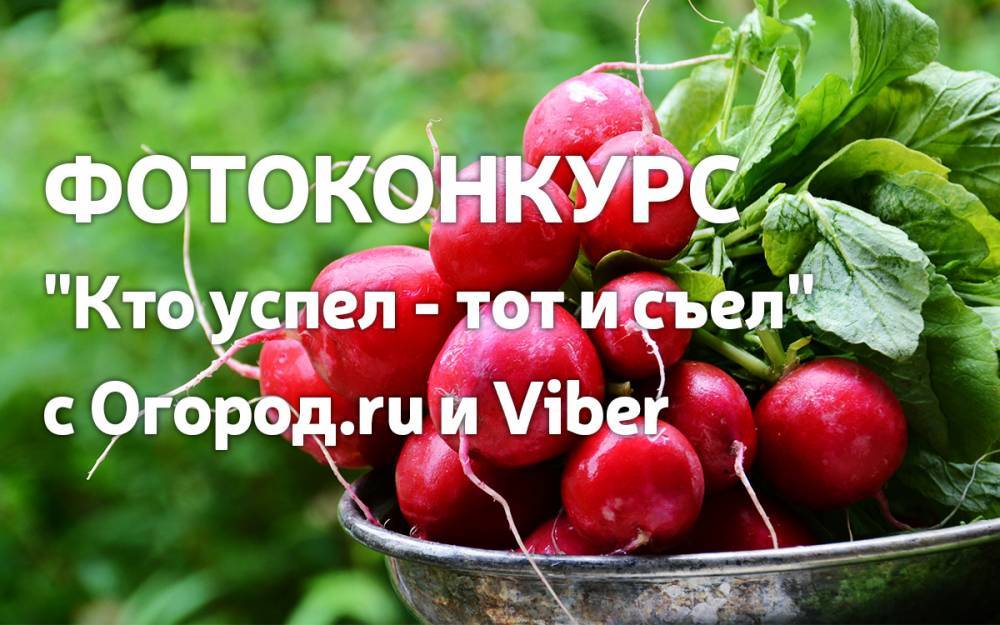 Запускаем конкурс в Viber! Участвуйте и выигрывайте - ogorod.ru - Россия - Белоруссия