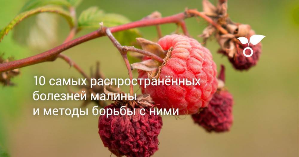 10 самых распространённых болезней малины и методы борьбы с ними - botanichka.ru