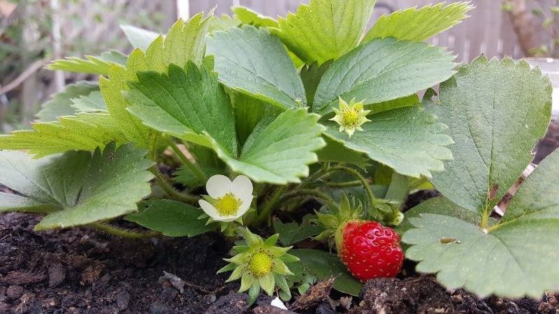 9 полезных способов использования зеленки в саду и огороде - orchardo.ru