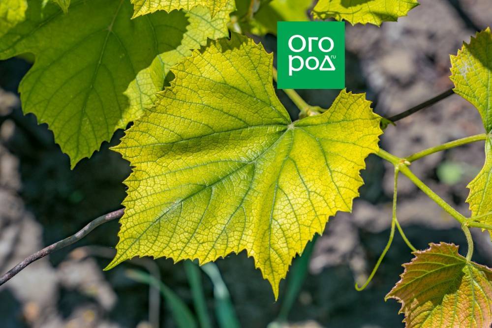 Почему у винограда бледные листья и что с этим делать - ogorod.ru