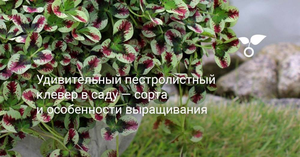 Удивительный пестролистный клевер в саду — сорта и особенности выращивания - botanichka.ru