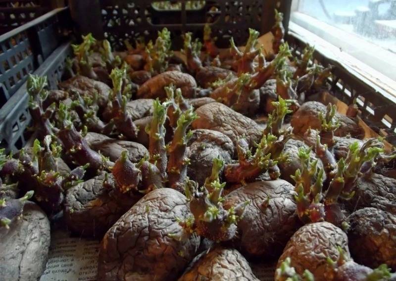 5 ошибок выращивания картофеля, из-за которых урожай с каждым годом все хуже