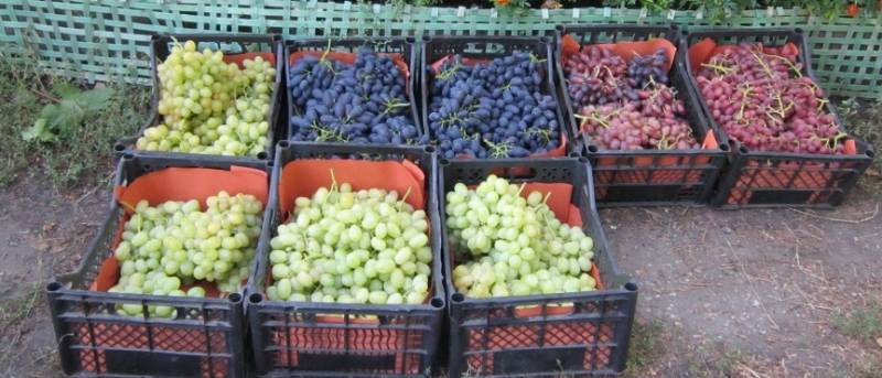 Выращивание винограда на продажу