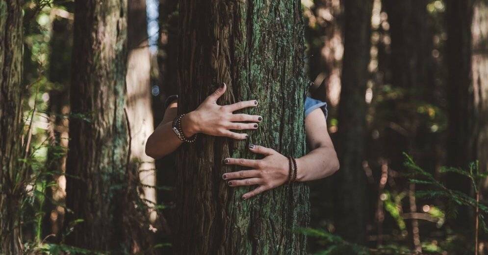 Деревья-талисманы: о чем просить сосну и почему полезно обнимать березу