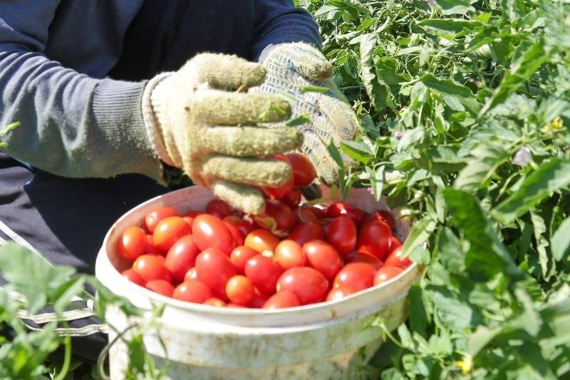 Как сохранить собранные помидоры свежими и крепкими надолго