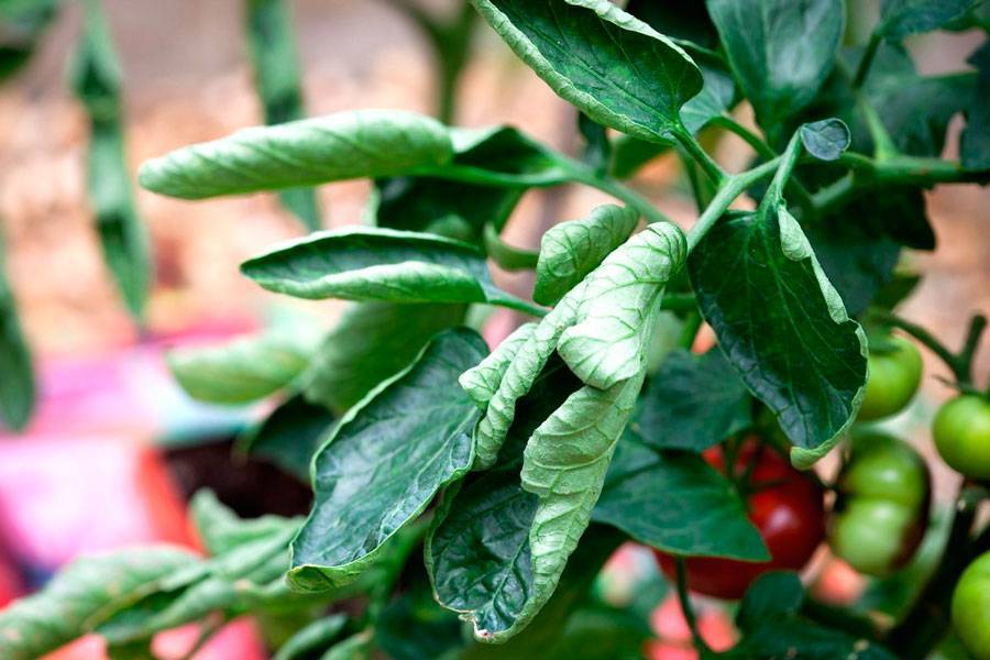 Почему скручиваются листья у томатов и что делать?