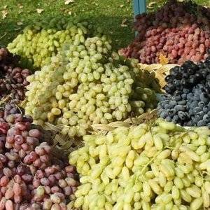 Морозостойкие сорта винограда вырастут даже в Сибири