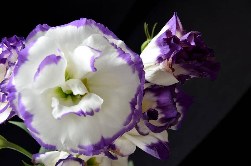 Эустома: как вырастить изящный цветок в домашних условиях