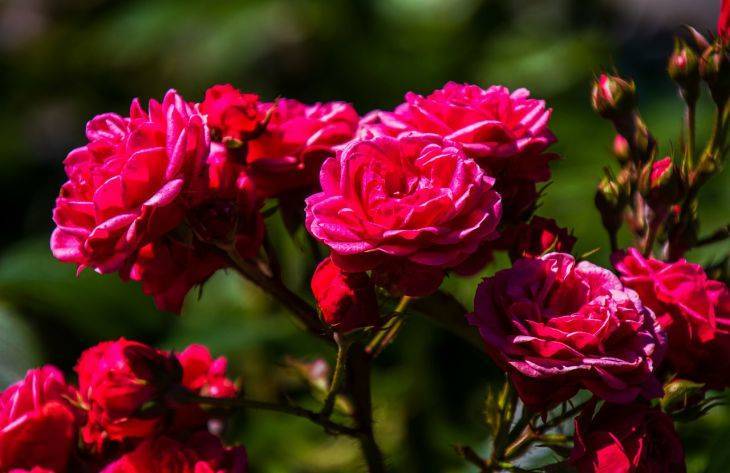 Какие растения посадить рядом с розами: опытные садоводы назвали лучшие варианты