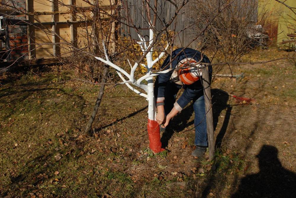Как защитить деревья в саду от нашествия грызунов зимой?