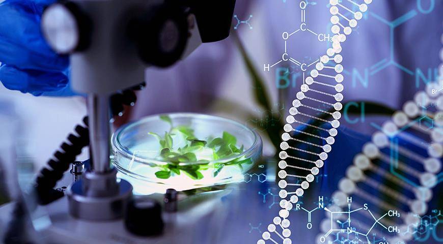 Великобритания дает ДОБРО генномодифицированным продуктам: что нас ждет?