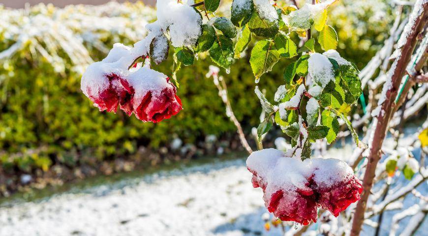 Как правильно укрывать розы на зиму?