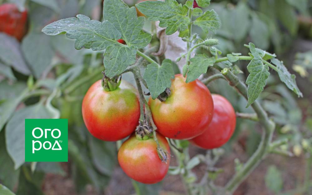 Почему томаты при созревании окрашиваются неравномерно