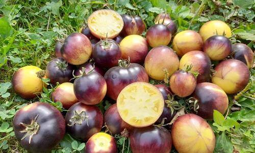 Томат 'Черничный пломбир': необычный гибрид для тех, кому приелись обычные помидоры