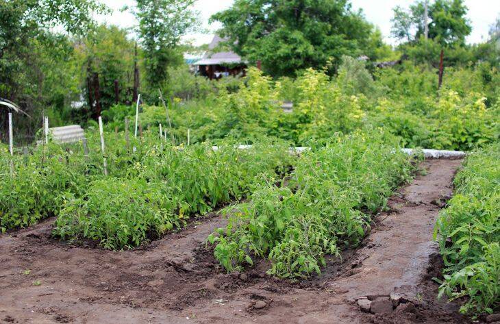Что посадить после помидоров на грядке, чтобы участок завалило урожаем