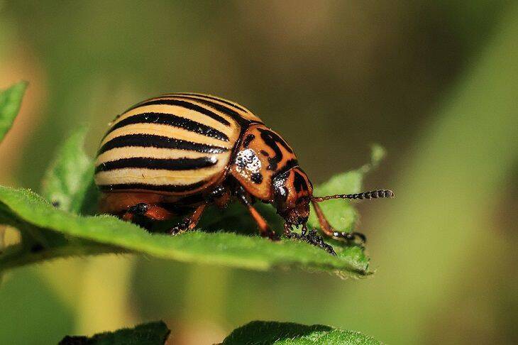 Как навсегда избавиться от колорадского жука: деревенские секреты