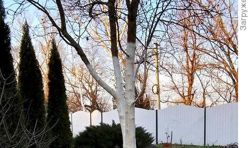 Выкрасим деревья в зимний камуфляж