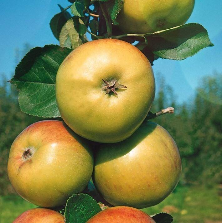 Сорт яблони Малюха: фото и описание
