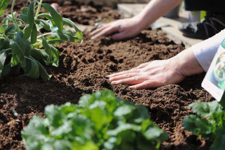 Как определить качество почвы на огороде: простой и быстрый способ