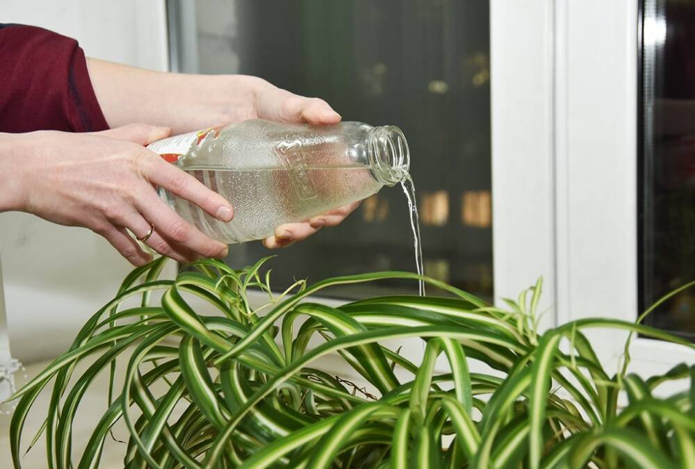 Отстоянная или питьевая: какой водой лучше поливать комнатные цветы?