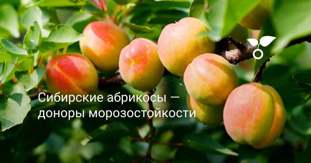 Сибирские абрикосы — доноры морозостойкости