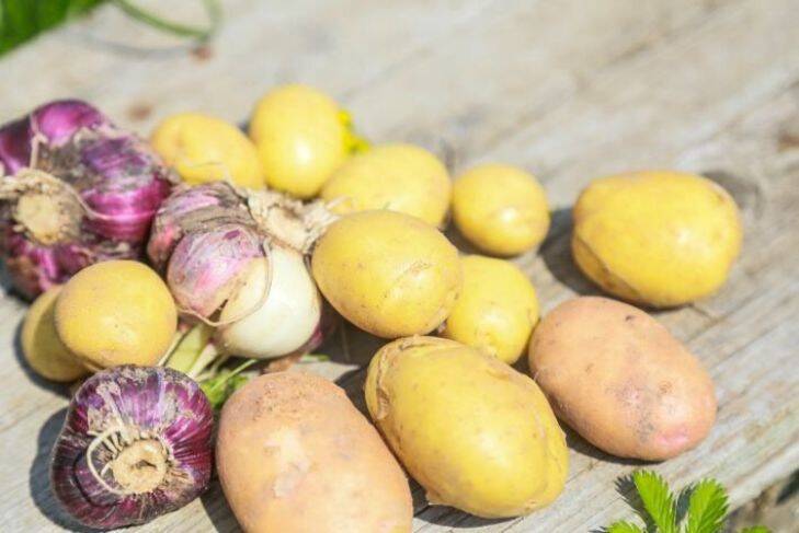 Два удобрения, из-за которых картошка будет невкусной: частые ошибки дачников