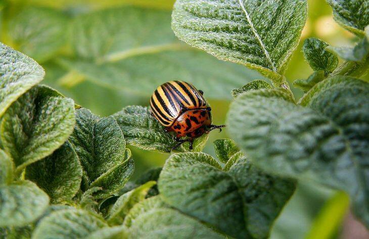 Что посадить рядом с картошкой от колорадского жука: деревенская хитрость