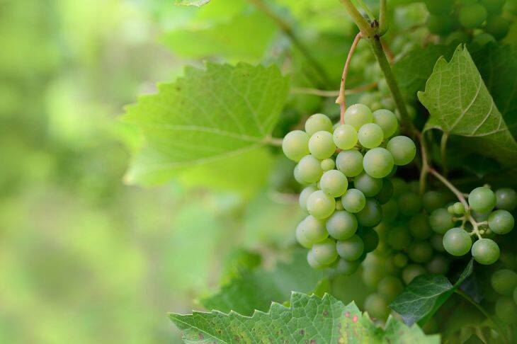 Что категорически нельзя сажать рядом с виноградом: урожая не будет