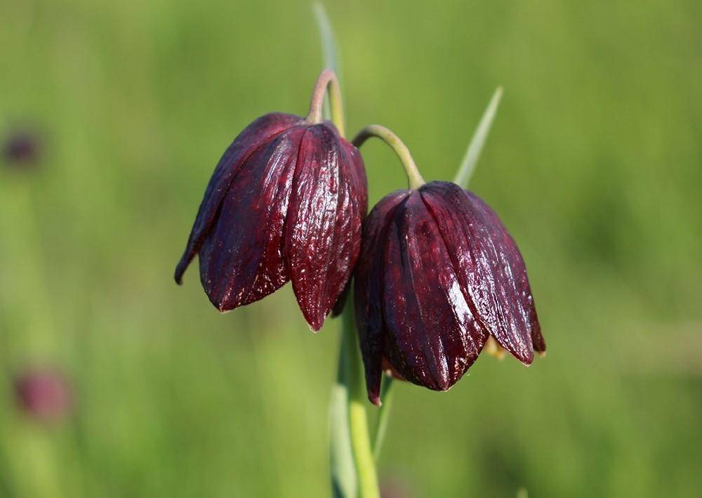 Растение рябчик русский. Рябчик русский. Fritillaria ruthenica. Рябчик русский Fritillaria ruthenica. Рябчик Луговой.