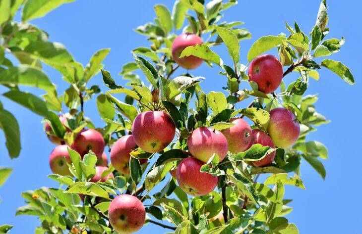 Почему яблоня стала давать урожай через год: хитрости, как заставить дерево плодоносить