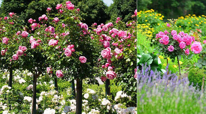 Штамбовые розы в дизайне сада