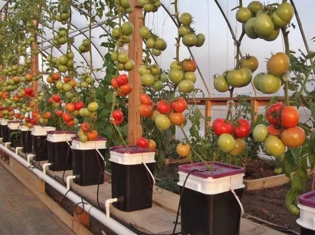 Японский метод выращивания томатов: основные правила