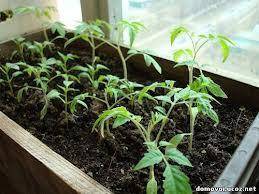 Как и когда правильно высевать семена томатов ?