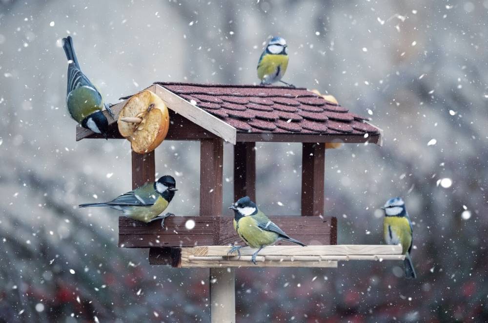 Чем кормить птиц зимой – не навреди!