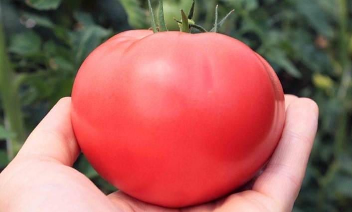 Описание сорта томатов Король огорода селекции СП «Союз»