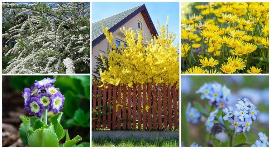 5 красивых и неприхотливых весенних растений для сада: выбираем с Ольгой Вороновой