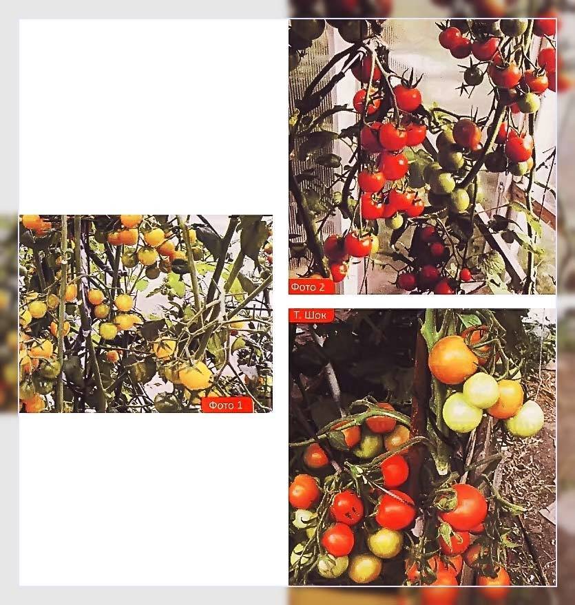 Что вырастет из семян собранных с гибридов томатов F1 – мои отзывы и фото