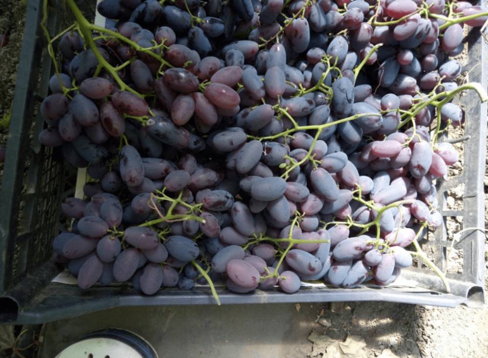 Сорт винограда айтаска фото и описание