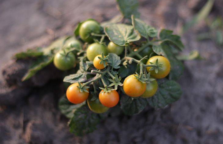 Почему плохо растут помидоры: названы основные ошибки