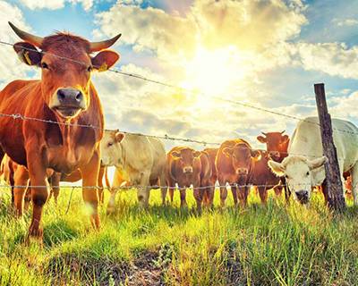 Удлинение межотельного периода – альтернатива для высокопродуктивных коров?