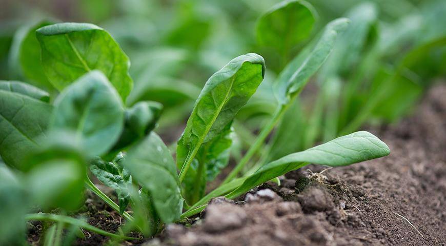 На майские обязательно посейте шпинат - полезную зелень и весенний сидерат
