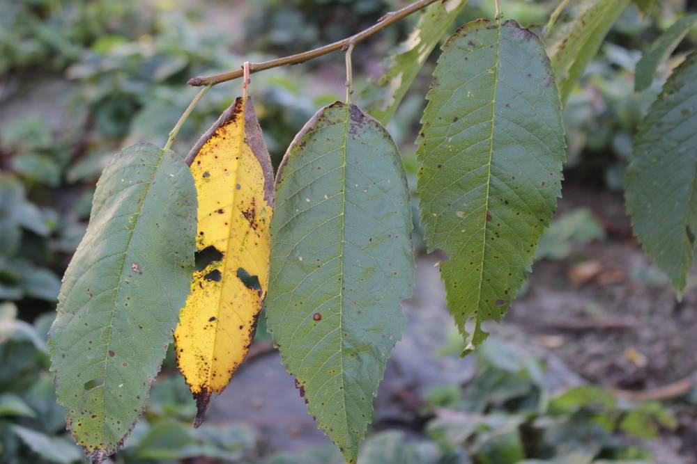 Болезнь листьев черешни фото с названием и описанием
