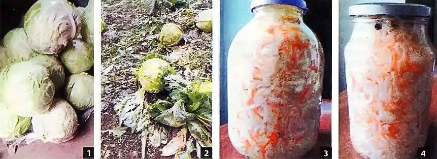 Выращивание капусты в Красноярском крае – посадка и уход + бабушкин рецепт засолки