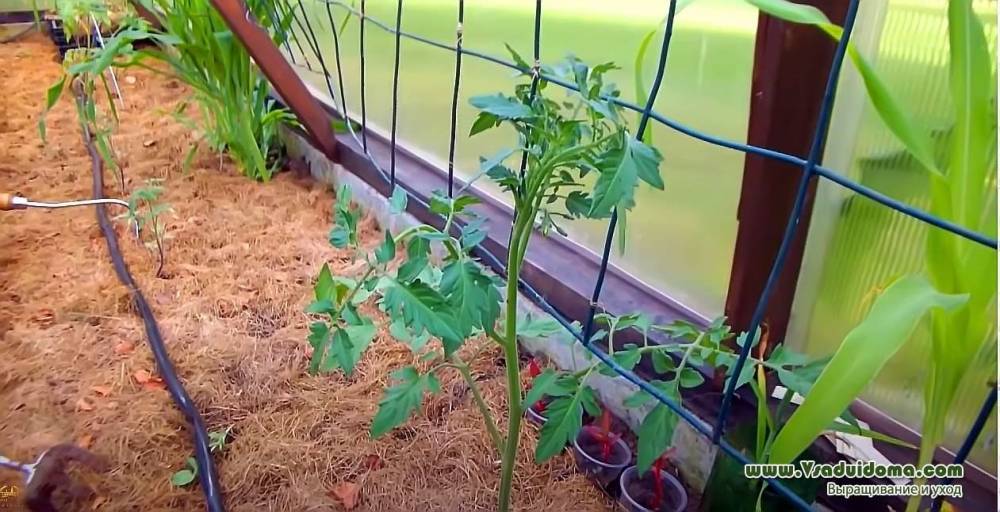 Датский способ выращивания томатов – и мои отзывы о нем