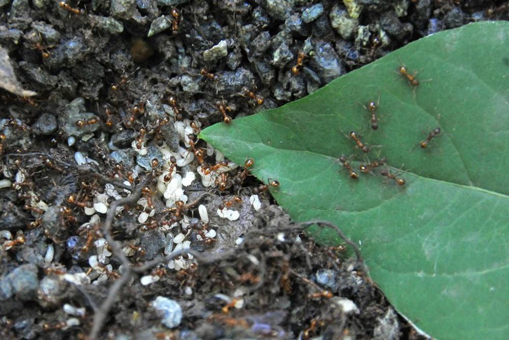 Ant tree. Муравьиный богомол. Личинка муравья на растении. Враги муравьев. Общество муравьев.