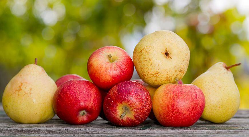 Яблони и груши: календарь работ в плодовом саду