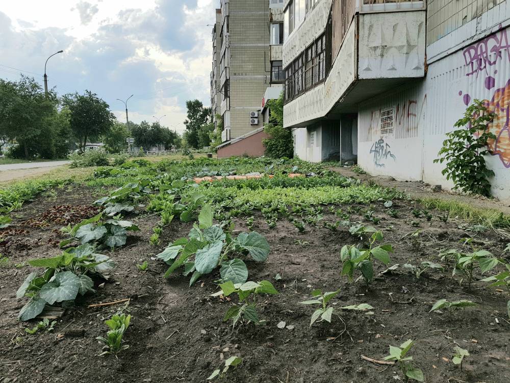 Жители Екатеринбурга начали выращивать под окнами высоток овощи и зелень