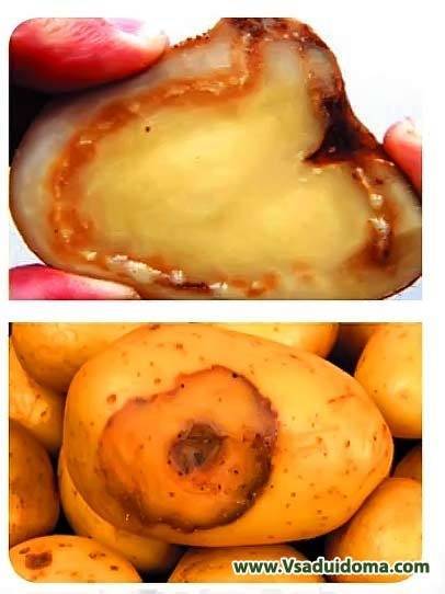 Кольцевая гниль картофеля (фото) симптомы и как лечить