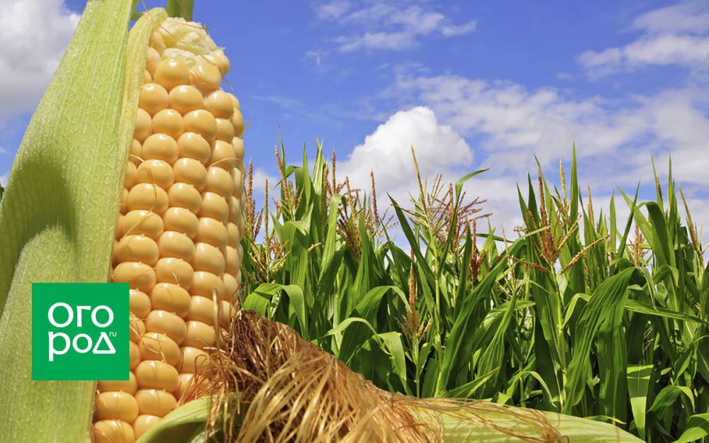 Почему на кукурузе нет початков: 4 главные причины