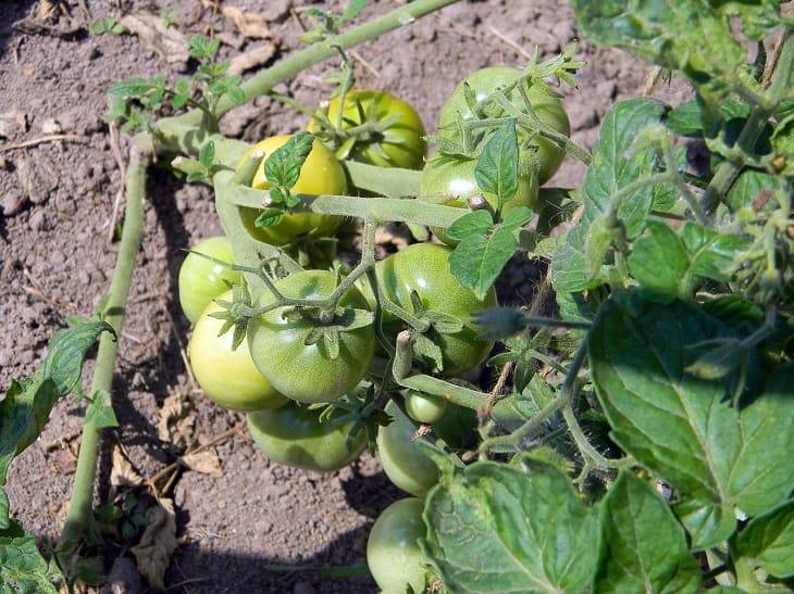 Почему желтеют листья у помидоров в теплице: ошибка огородников